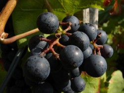 RemstalerHerbst2013-1