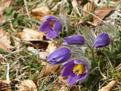 Küchenschelle