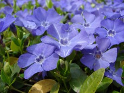 Leberblümchen