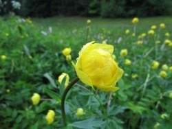 Trollblume