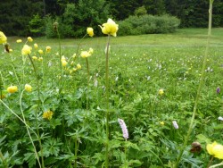 Wiese mit Trollblumen