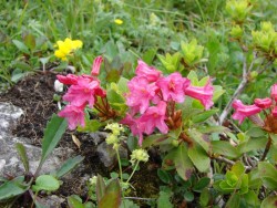Alpenrosen