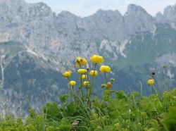 Trollblumen-2