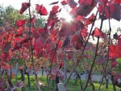 Herbst_im_Weinberg
