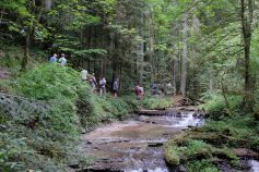 Strümpfelbachtal