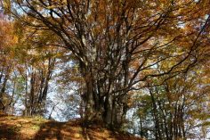 dscf5238-1