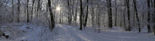 3 Foto Winterwald Bargauer Horn